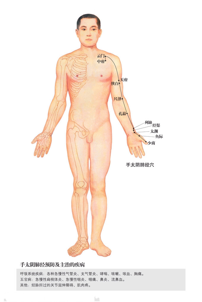 男性人体穴位图：十四经穴高清图解