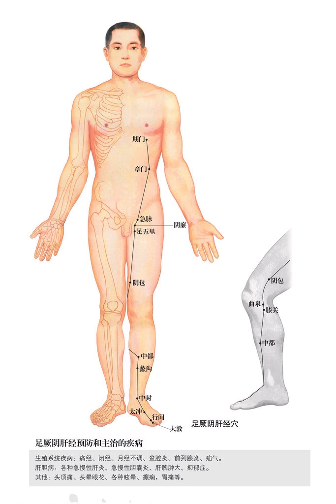 男性人体穴位图：十四经穴高清图解