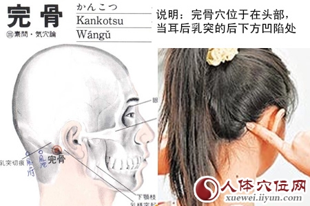 足少阳胆经穴位图