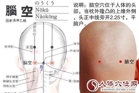 足少阳胆经穴位图