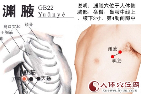 足少阳胆经穴位图