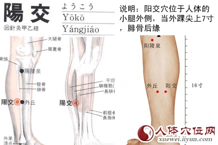 足少阳胆经穴位图