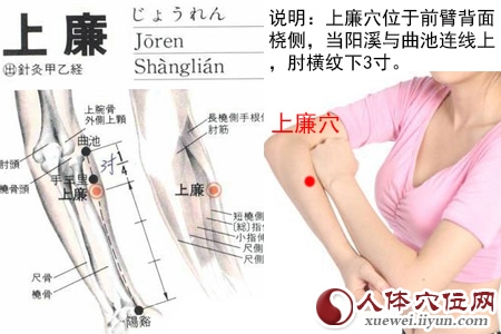 上廉穴的准确位置图