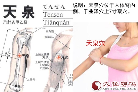 天泉穴的准确位置图