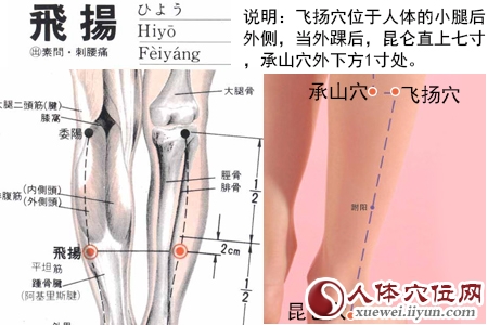 足太阳膀胱经穴位图