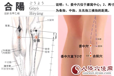 足太阳膀胱经穴位图
