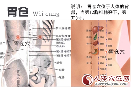 足太阳膀胱经穴位图