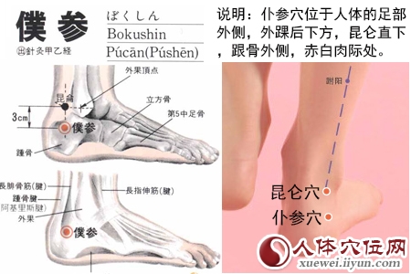 足太阳膀胱经穴位图