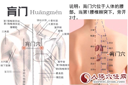 足太阳膀胱经穴位图