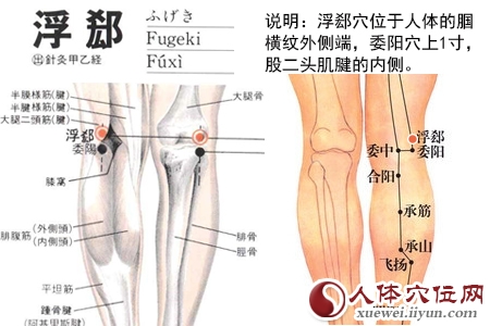 足太阳膀胱经穴位图