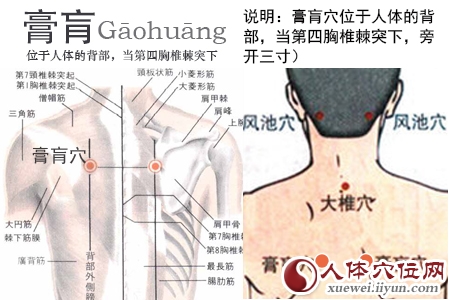 足太阳膀胱经穴位图