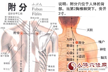足太阳膀胱经穴位图