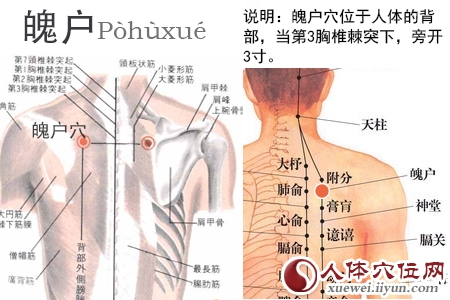 足太阳膀胱经穴位图