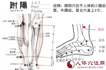 足太阳膀胱经穴位图