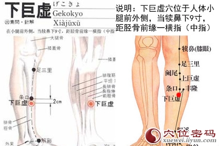 足阳明胃经穴位图