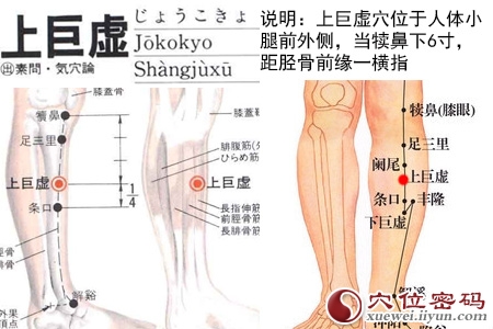足阳明胃经穴位图