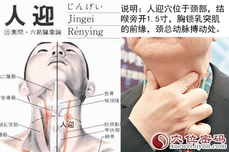 足阳明胃经穴位图