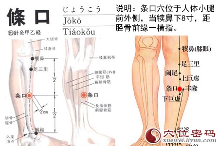 足阳明胃经穴位图