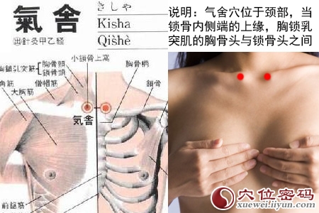 足阳明胃经穴位图