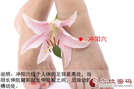 足阳明胃经穴位图