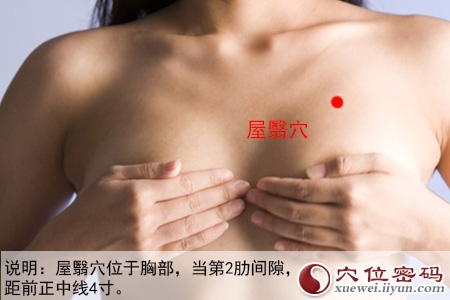 足阳明胃经穴位图