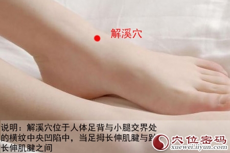 足阳明胃经穴位图