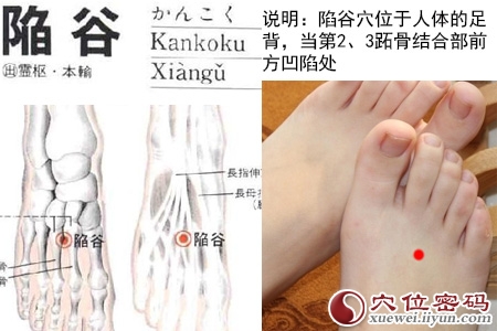 足阳明胃经穴位图