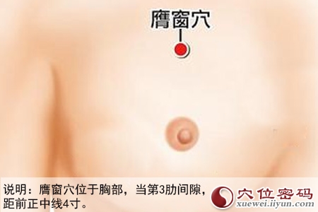 足阳明胃经穴位图