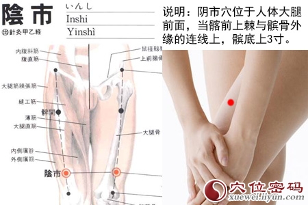 足阳明胃经穴位图